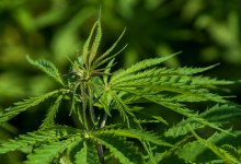 Пациент тубдиспансера выращивал коноплю на его территории