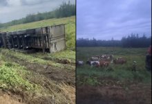 Фура с 23 коровами опрокинулась в Костанайской области