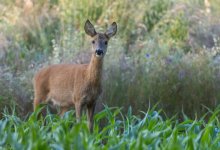 Охотников лишили свободы в Павлодарской области