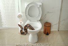 Змея из унитаза укусила мужчину в промежность