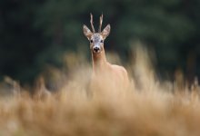 Ущерб на 2,7 млн тенге: браконьеров осудили в Павлодарской области