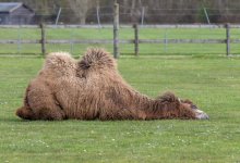 Верблюда с перебитыми ногами нашли на трассе в Мангистау (ВИДЕО)