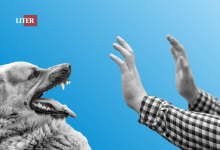 Алабай напугал ребенка в Экибастузе