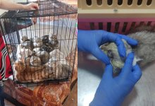 Женщина разводила в квартире кошек, а умерших хранила в холодильнике