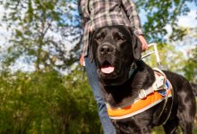 Инвалида по зрению с собакой-поводырем выгнали из ТРЦ в Алматы