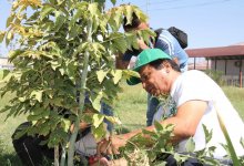 Во всех регионах страны продолжается акция "Таза бейсенбі" партии AMANAT