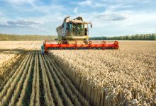 Сушилок для зерна не хватает в СКО