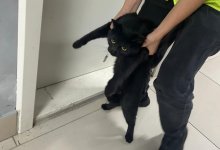 Сбежавшего из переноски кота выбросили на улицу сотрудники аэропорта Алматы