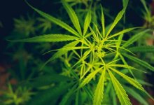 Почти 500 кустов конопли вырастил мужчина в Акмолинской области