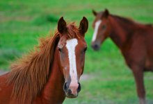 Табун лошадей попал под грузовой поезд в Жетысуской области