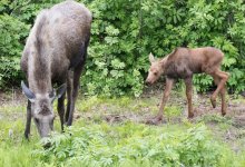 Лосиха с лосенком попали в фотоловушку в Павлодарской области (ВИДЕО)