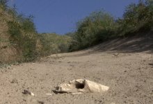 Кости и черепа обнаружили на дороге в Алматинской области