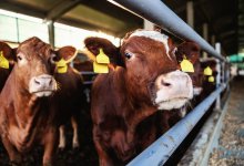 Миллиард тенге исчез через программу "Сыбага" в Актюбинской области