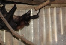 Летучая мышь забралась в дом карагандинцев