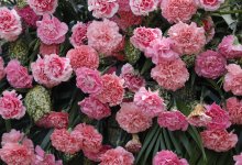 Цветы из Китая уничтожили в Астане из-за опасной находки