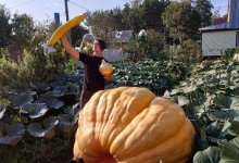 Тыкву в 817 кг вырастил россиянин