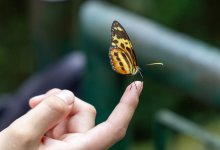 Самый крупный штраф в истории наложили на любителей бабочек в Шри-Ланке