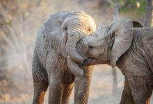 200 слонов убьют в Зимбабве