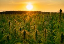 200 кг конопли обнаружили полицейские в Жамбылской области