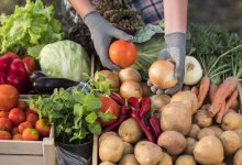 Сельскохозярмарки в Астане: какие регионы первыми представят свою продукцию