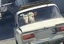 Житель Семея перевозил коров в "жигулях" (ВИДЕО)