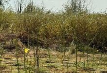 Целую плантацию конопли выращивали в Актюбинской области