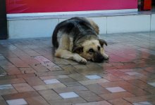 Избиение собак в центре отлова в Шымкенте: суд вынес приговор