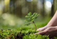 Бесплатные саженцы для озеленения дворов выдадут жителям Алматы