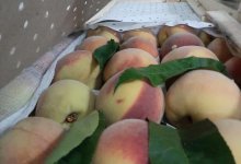 Более 2,5 тонн свежих персиков уничтожили в Актюбинской области