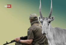 Браконьер сбивал сайгаков мотоциклом в Актюбинской области