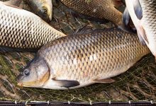 Еще одного браконьера задержали на территории нацпарка Бурабай