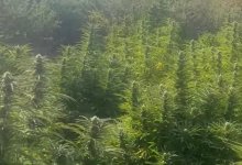 Наркоплантацию выращивал алматинец в крестьянском хозяйстве