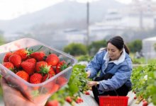 Казахстанцы штурмуют фермы Англии: что заставляет их покидать родину?