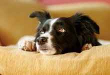 Южная Корея борется с употреблением собачьего мяса