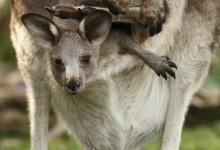 Трех кенгуру украли из российских зоопарков (ВИДЕО)