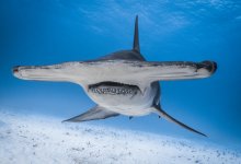 Мужчина в одиночку отбился от акулы-молота (ВИДЕО)