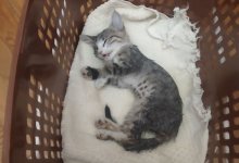 Учительница выбросила котенка из окна на глазах у детей