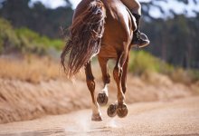 Кокпар на проезжей части устроили жители села Каргалы