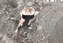 Нападение хомяка на человека завирусилось в сети (ВИДЕО)