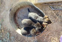 Щенята упали в уличный туалет в Актобе