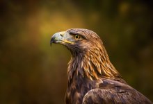 Избирателей с тазы и беркутами заметили в Жетысу (ВИДЕО)