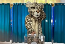 Cнежный барс появился на избирательном участке в Алматинской области