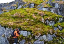 Антарктида стремительно зеленеет из-за изменения климата