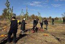 Тысячу пирамидальных тополей высадили в Караганде за один день