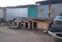 Собак из приюта отравили в Костанае: жуткие подробности