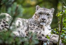 Самка снежного барса с котятами попала в объектив фотоловушки в ВКО (ВИДЕО)