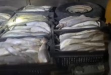 Рыбу на два миллиона тенге выловил браконьер в Балхаше