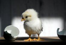 Курица или яйцо? Зоологи, наконец, ответили, кто появился раньше