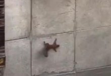 Бегающую по фасаду здания белку засняли в Алматы