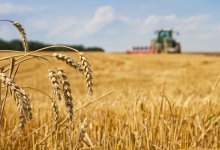 98% площадей урожая убрали в Казахстане